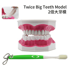 Ŝargi bildon en Galerio-spektilon, HRRSDental Mouth Dental Teeth  Model with Removable Lower Teeth Magnification 2x
