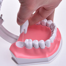 Загрузить изображение в средство просмотра галереи, HRRSDental Mouth Dental Teeth  Model with Removable Lower Teeth Magnification 2x
