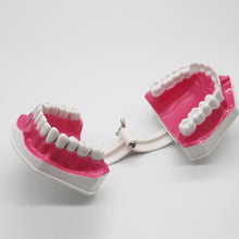 Cargar imagen en el visor de la galería, HRRSDental Mouth Dental Teeth  Model with Removable Lower Teeth Magnification 2x
