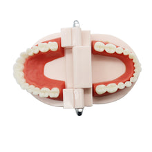 Load image into Gallery viewer, HRRSDental Dental Teeth Model student Model for Teaching Material 28 Teeth
