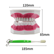 Cargar imagen en el visor de la galería, HRRSDental Mouth Dental Teeth  Model with Removable Lower Teeth Magnification 2x
