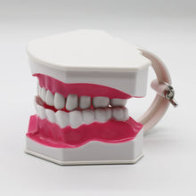 Ŝargi bildon en Galerio-spektilon, HRRSDental Mouth Dental Teeth  Model with Removable Lower Teeth Magnification 2x

